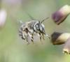 Anthophora salviae